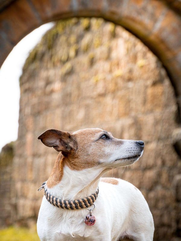 Hundefoto