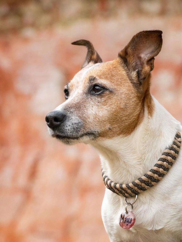 Hund